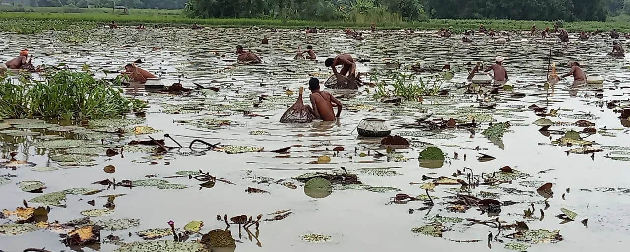 Pure Mithila Makhana – The Crunch of Tradition