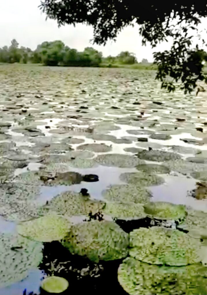 lotus water lily makhana