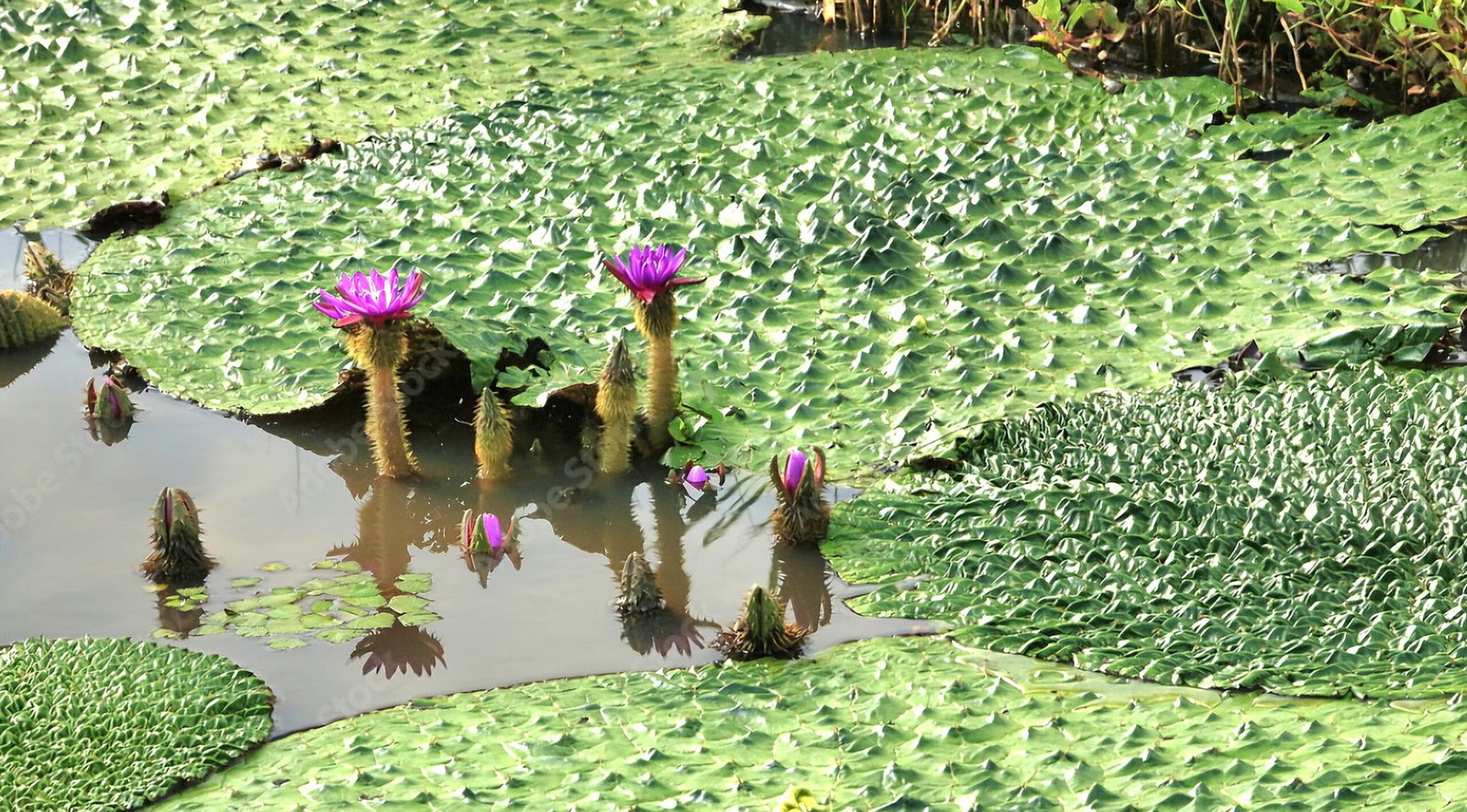 Mithila Makhana Farming, Districts, Board & Mithila Fresh